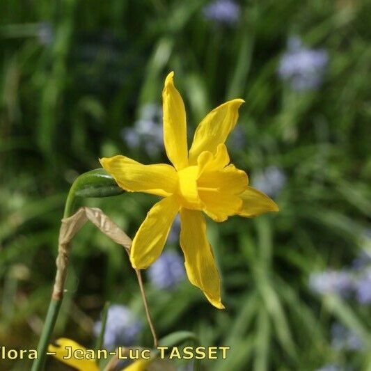 Narcissus × odorus Flower