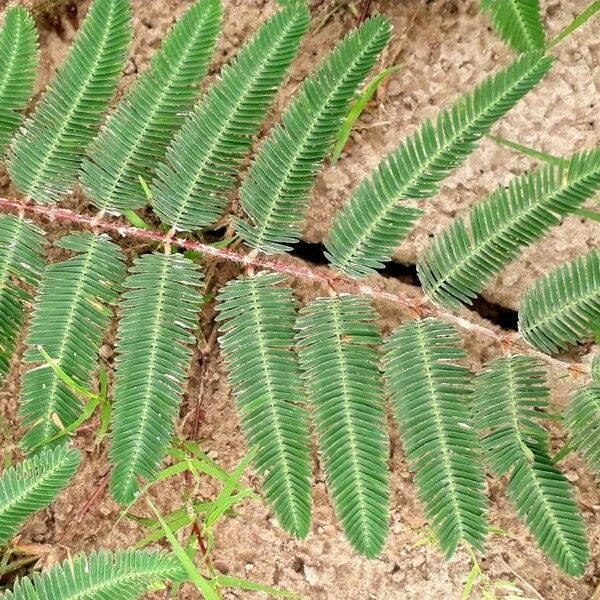 Mimosa pudica Лист