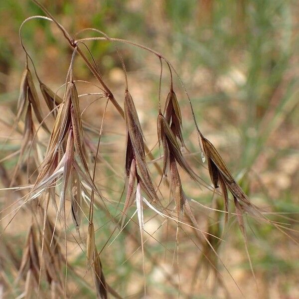 Bromus tectorum Плод