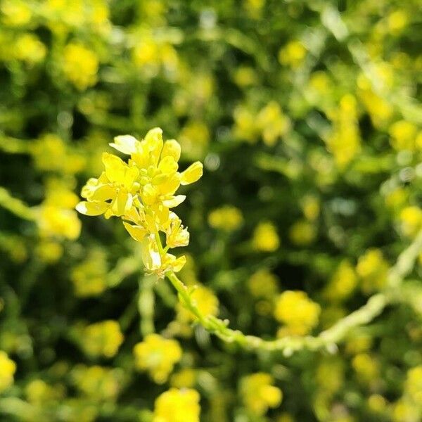 Rapistrum rugosum Flower