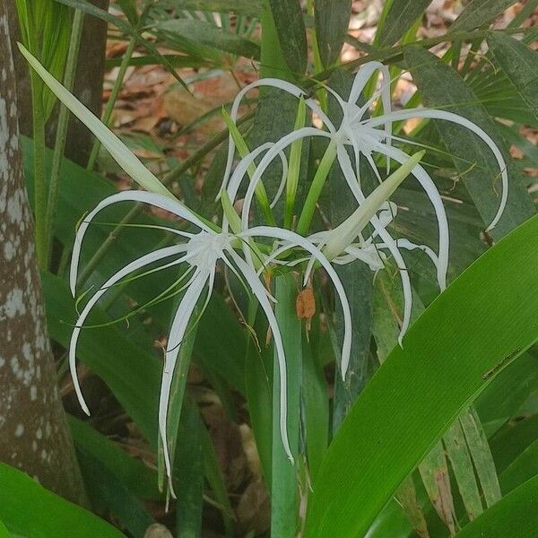 Hymenocallis fragrans Bloem