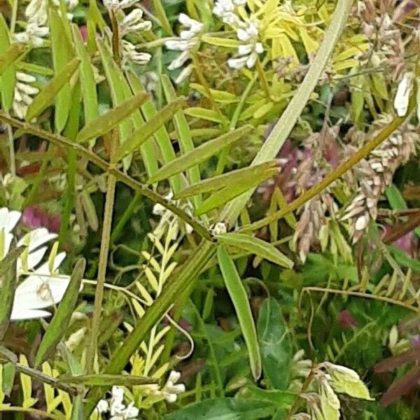 Vicia hirsuta Φλοιός