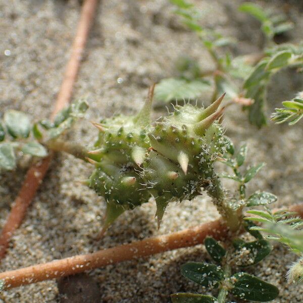 Tribulus terrestris Vrucht