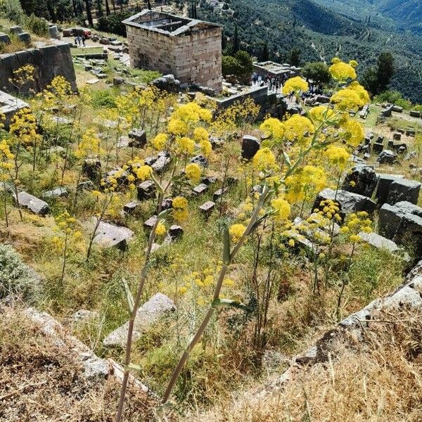 Ferula communis Hábito