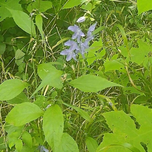 Campanulastrum americanum Blomma