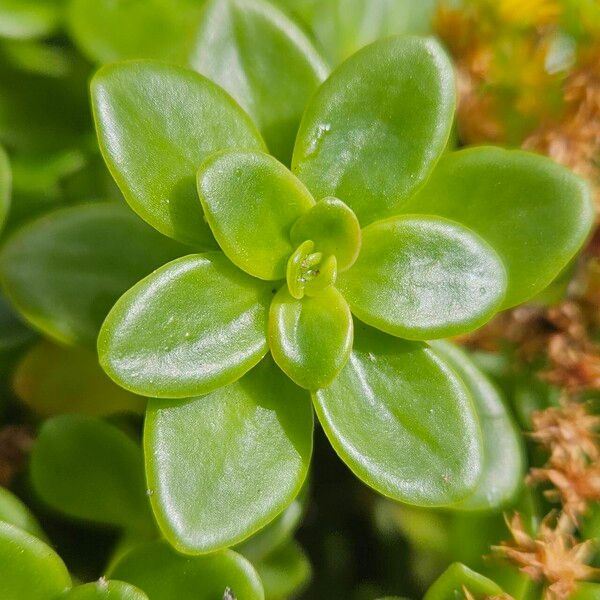 Sedum spathulifolium Лист