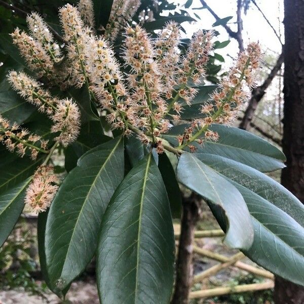 Prunus laurocerasus Õis