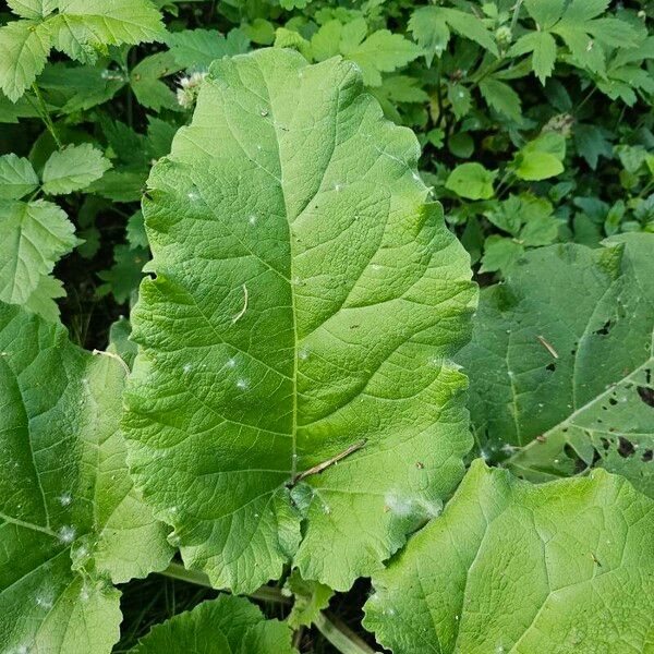 Arctium lappa Blad