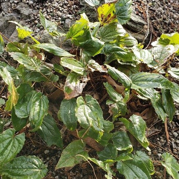Epimedium franchetii