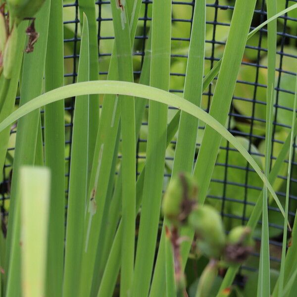 Iris virginica Leaf