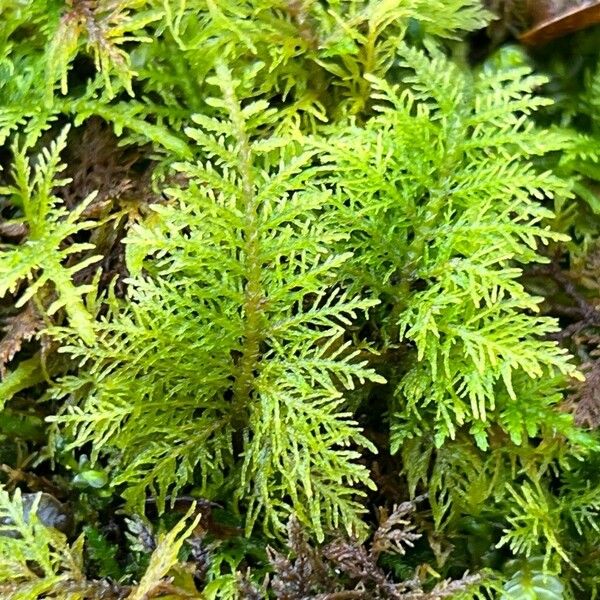 Myriophyllum verticillatum Blatt