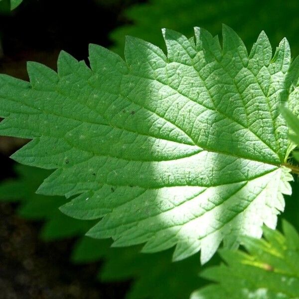 Urtica dioica Blad