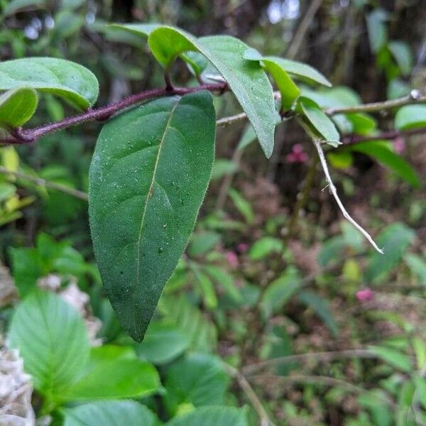 Cestrum elegans Leaf