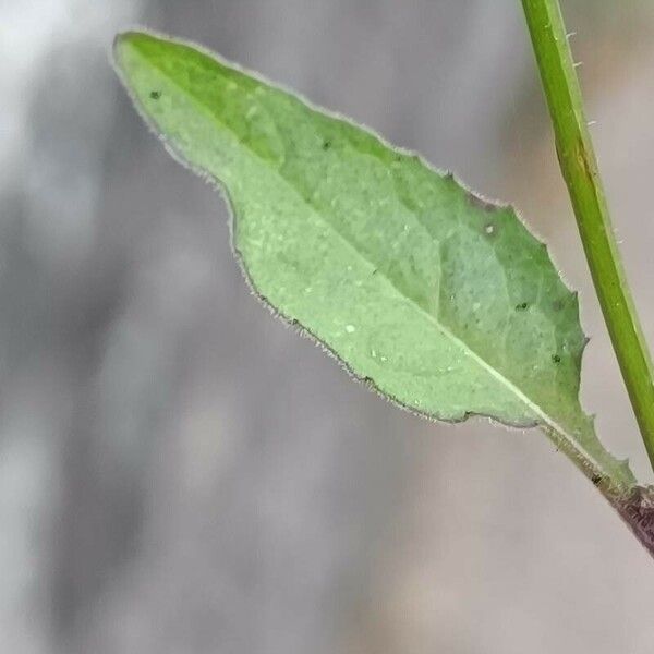 Crepis pulchra Leaf