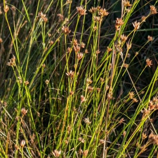 Rhynchospora alba Leaf