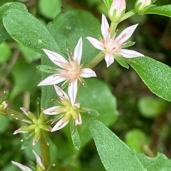 Phedimus stolonifer Flower