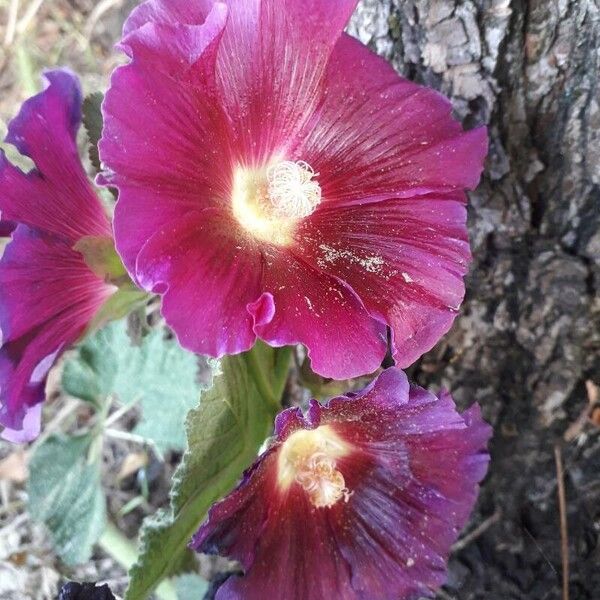 Alcea rosea Fleur