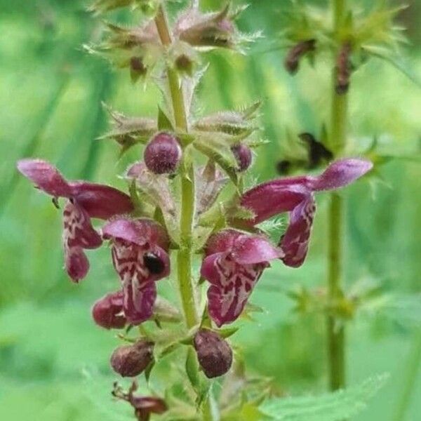 Stachys sylvatica Kwiat