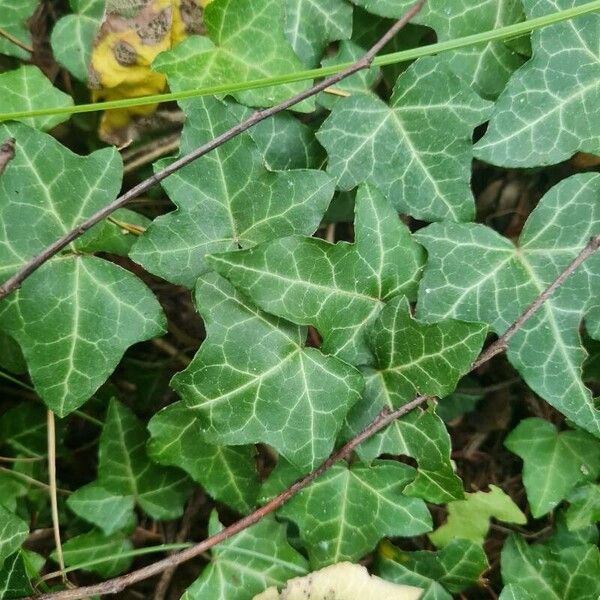 Hedera helix Folio