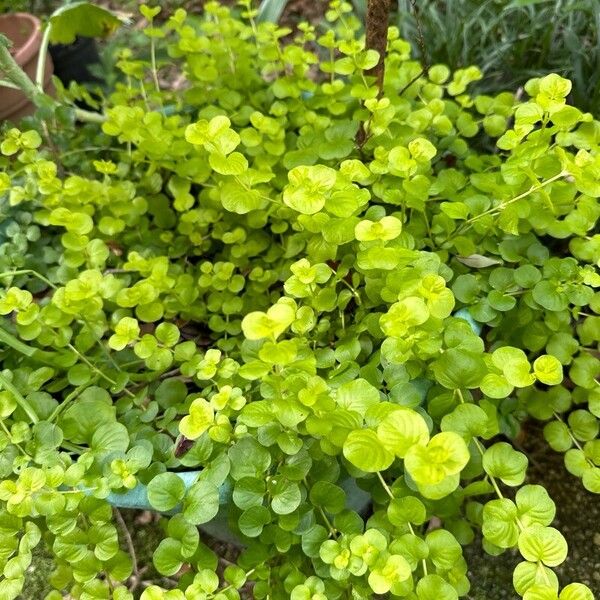 Lysimachia nummularia Foglia