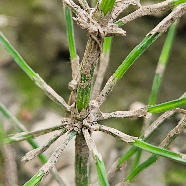 Equisetum palustre Casca