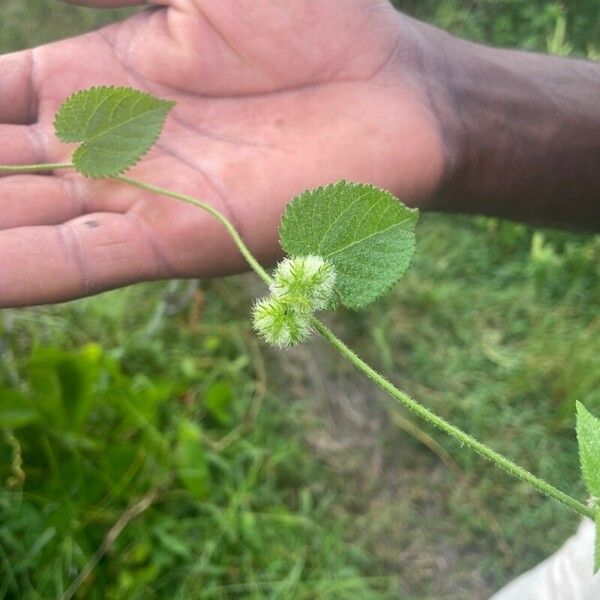 Tragia cordata Fruit