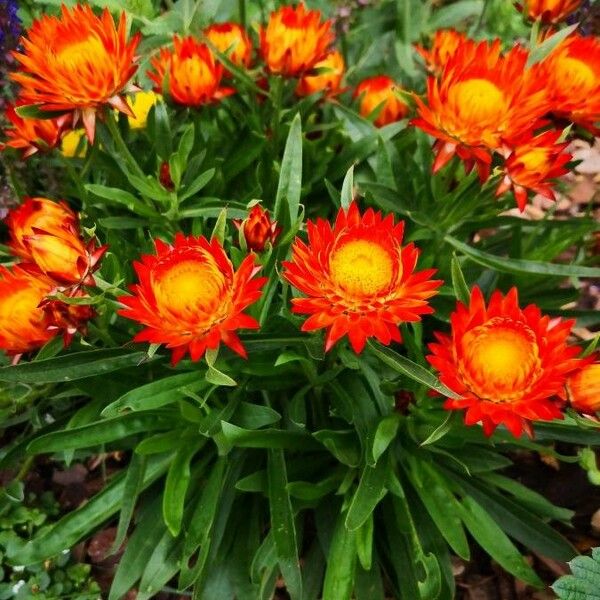 Xerochrysum bracteatum Celota