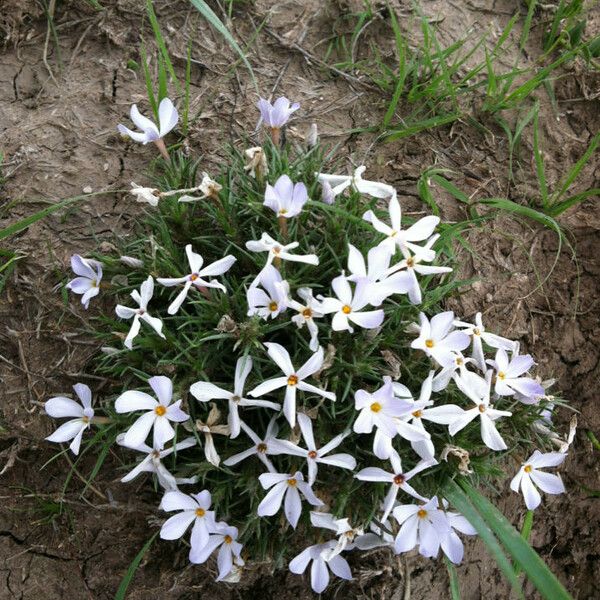 Phlox hoodii Kvet