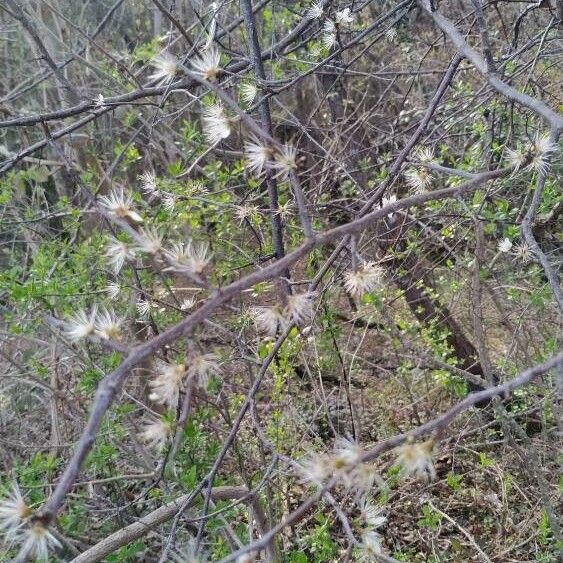 Prunus spinosa Fiore