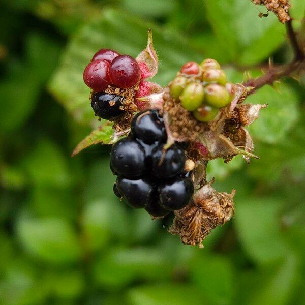 Rubus fruticosus 果實