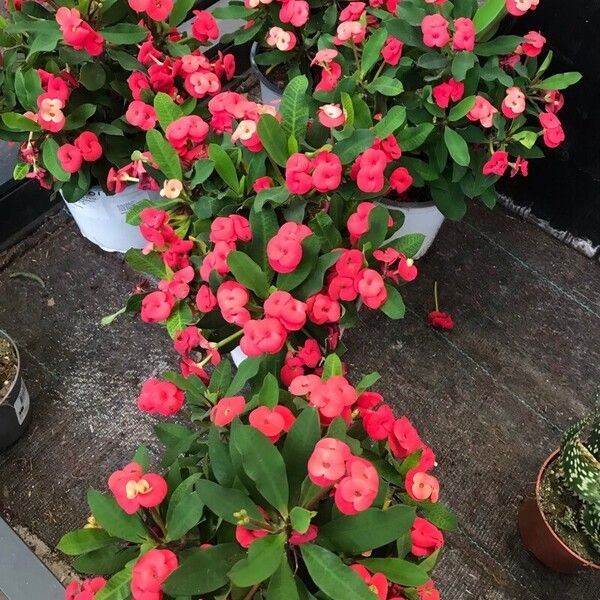 Euphorbia milii Flor