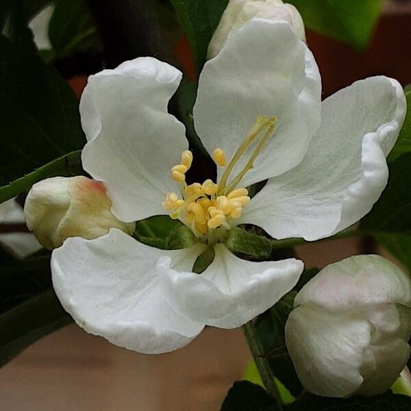 Malus sylvestris Flors