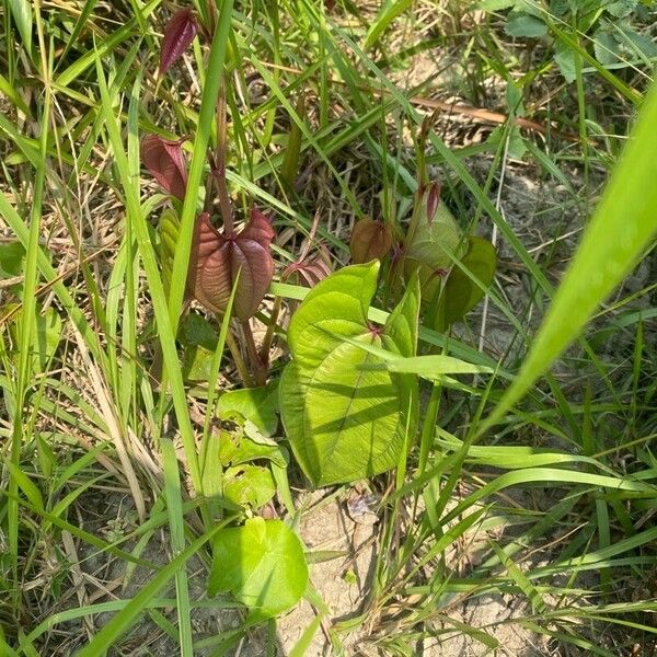 Dioscorea alata Leaf