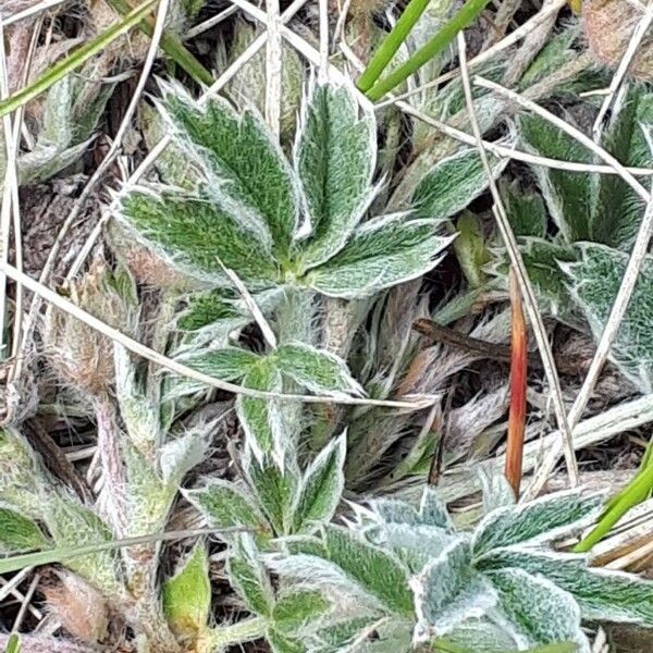 Potentilla concinna Leaf