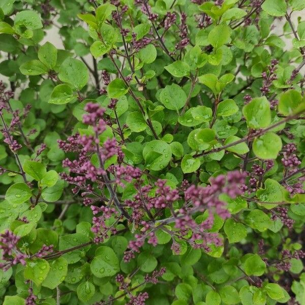 Syringa pubescens Flors