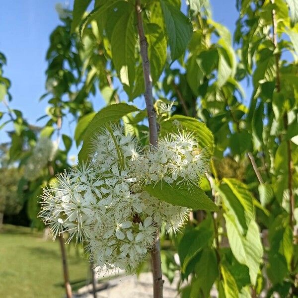 Prunus glandulifolia 花