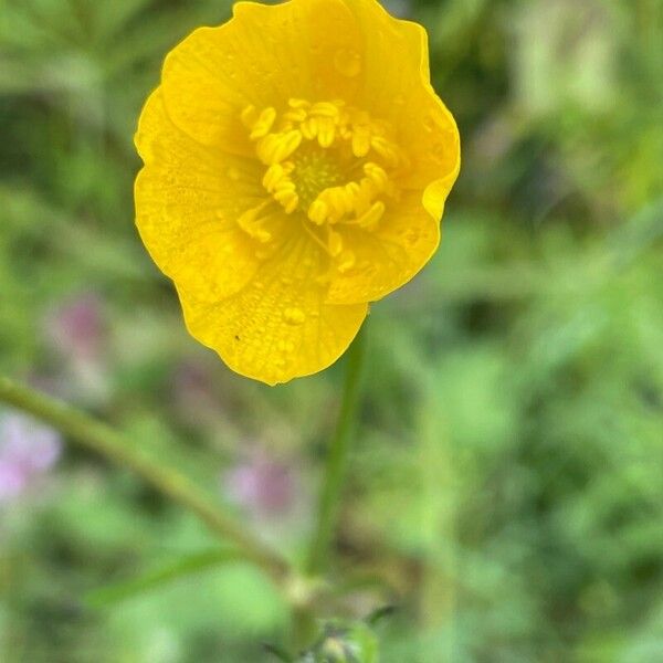 Ranunculus acris Blomma