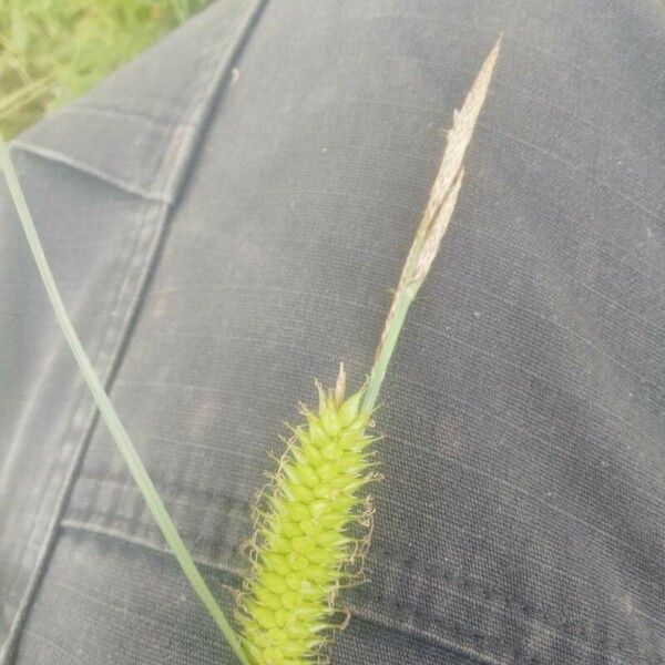 Carex vesicaria Kwiat