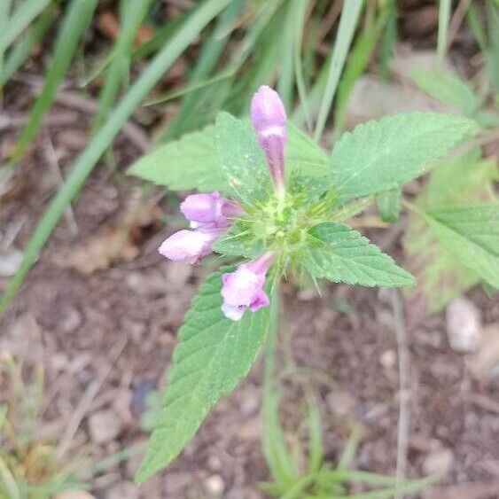 Galeopsis bifida Květ