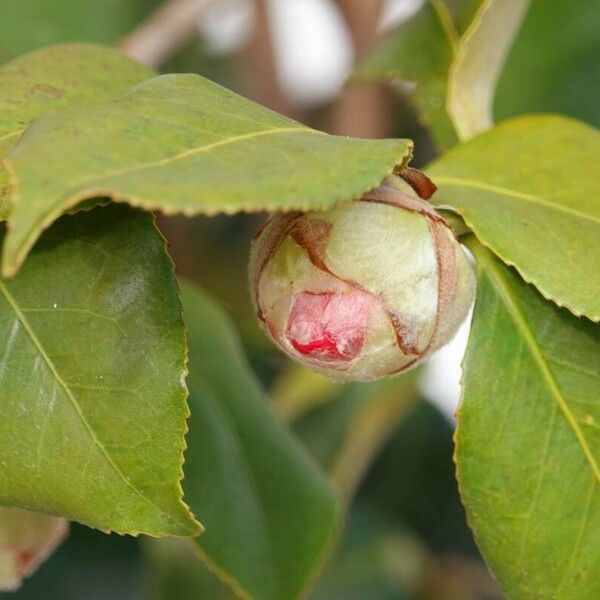 Camellia sasanqua Blatt