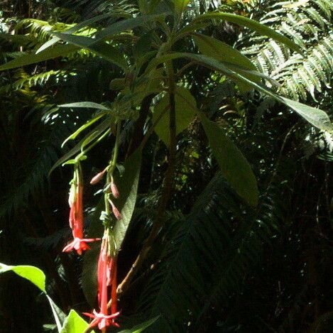 Fuchsia boliviana Λουλούδι