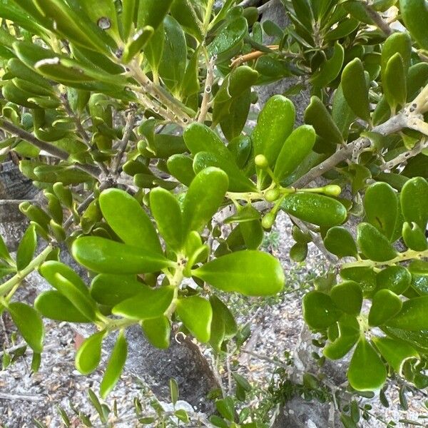 Jacquinia keyensis Φύλλο