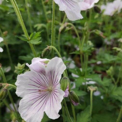 Geranium maculatum Çiçek