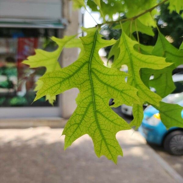 Quercus palustris Lapas