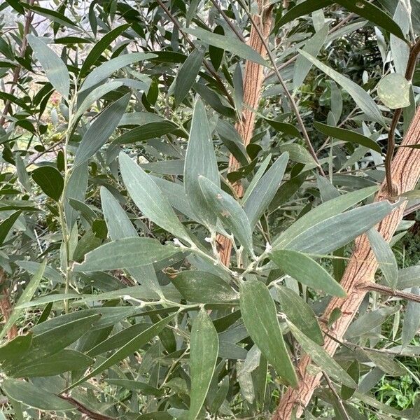 Acacia melanoxylon Leaf