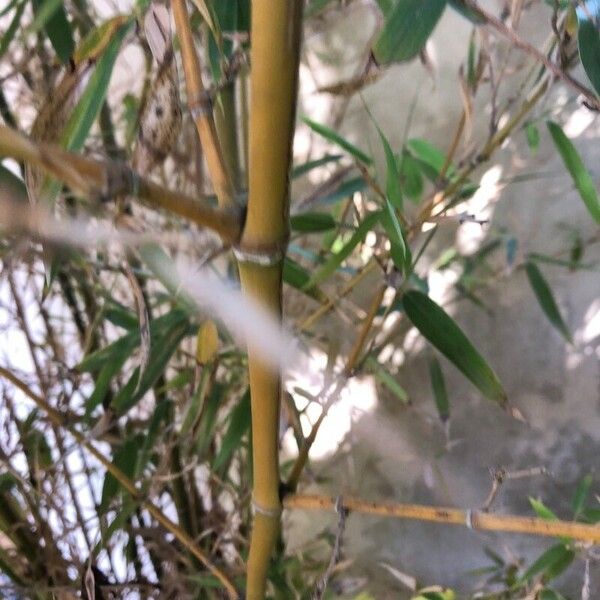Pseudosasa japonica Corteza