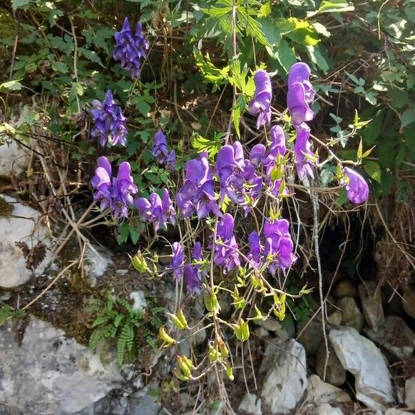 Aconitum variegatum Цвят