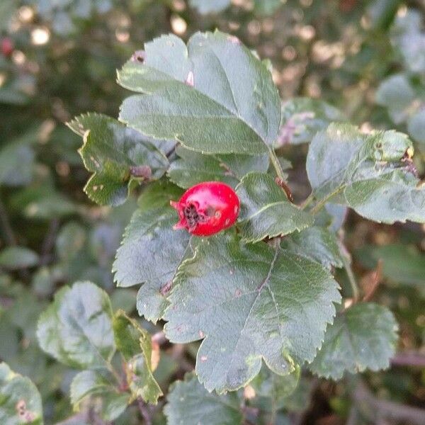 Crataegus × media Fruit