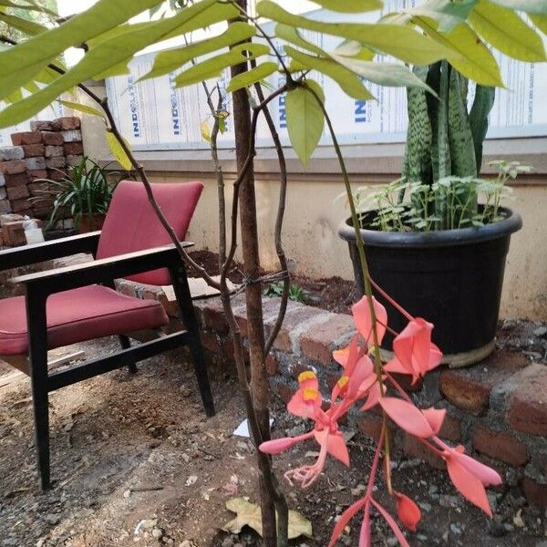 Amherstia nobilis Flor