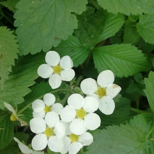 Fragaria moschata Λουλούδι